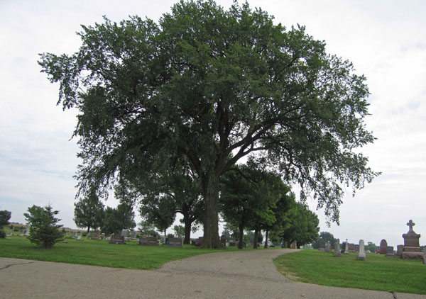 Larchwood Cemetery